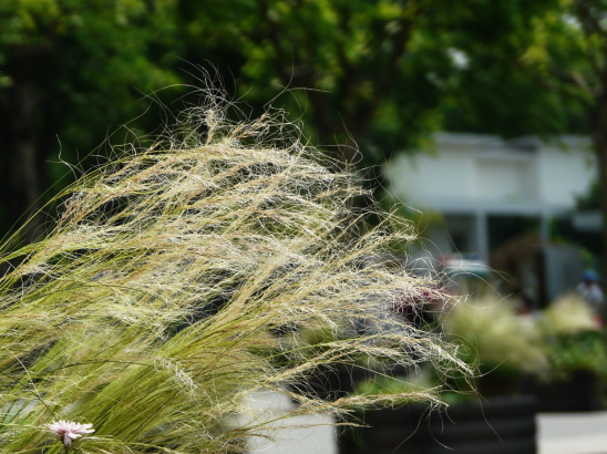 瀘州景觀園林 瀘州景觀園林