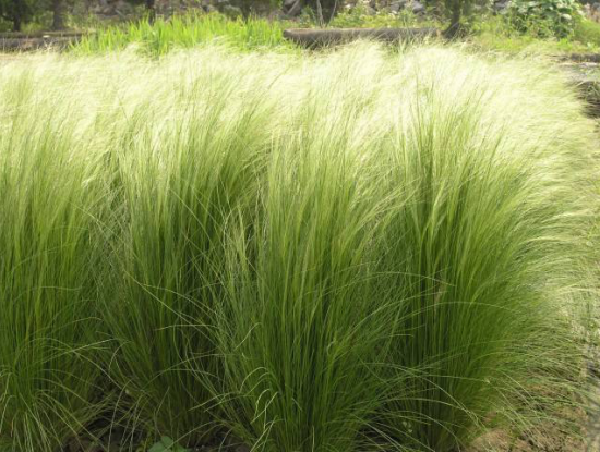 瀘州園林景觀設計 瀘州園林景觀設計