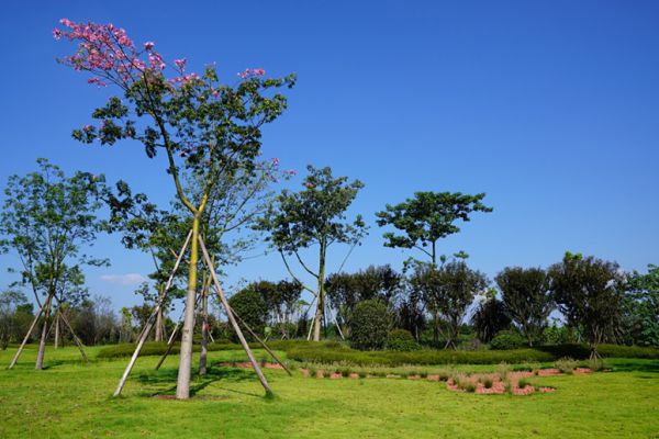 冬季園林苗木防護(hù)措施有哪些？