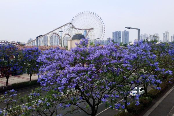 藍(lán)花楹浪漫綻放，城投花木守護(hù)城市詩(shī)意