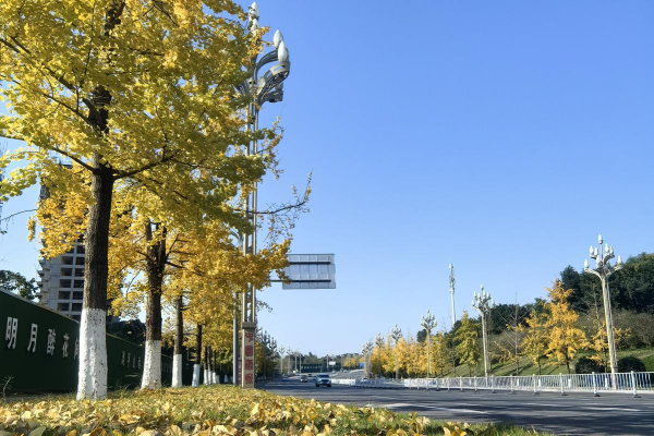 300余株銀杏披金裳  蜀瀘大道秋日煥新顏