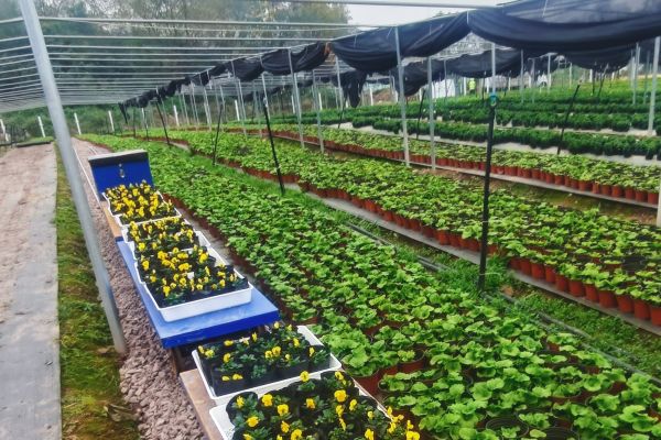 科技賦能花卉生產(chǎn) 龍窩溝苗圃電動軌道運輸系統(tǒng)正式投運