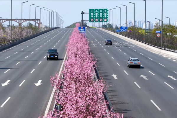 美人梅：這位來自遠(yuǎn)方的“混血佳人”  如何妝點酒城四季